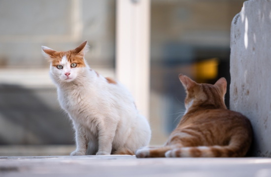 Athens city hall launches digital platform to help stray animals